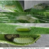 pleb maracandicus larva1 volg